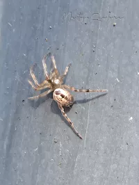 Reuzensteatoda [Steatoda nobilis]